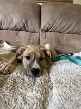 Cleo NJ -  Pit Bull Terrier Dog for Adoption in Rockaway, New Jersey - Cleo NJ | PetCurious
