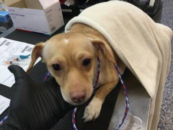 A1921785 -  Chihuahua Dog for Adoption in Thousand Palms, California - A1921785 | PetCurious