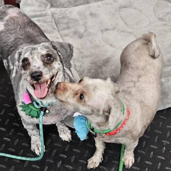 Rescue Poodle and Shih Tzu Dogs for Adoption in Plainfield, Illinois - Hazel & Riddle ~ $0 Fee If Adopted Together | PetCurious