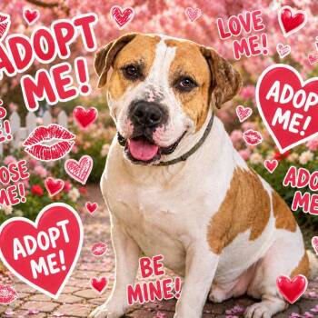 Mike Box -  Pit Bull Terrier and Boxer Dog for Adoption in Reisterstown, Maryland - Mike Box | PetCurious