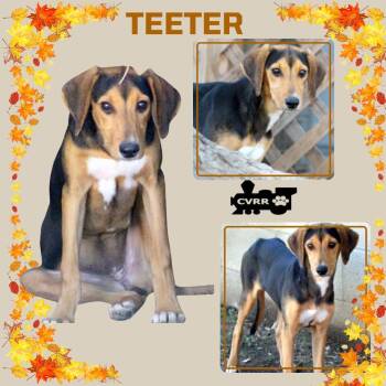 Rescue Hound Dogs for Adoption in Lindsay, California - Teeter | PetCurious