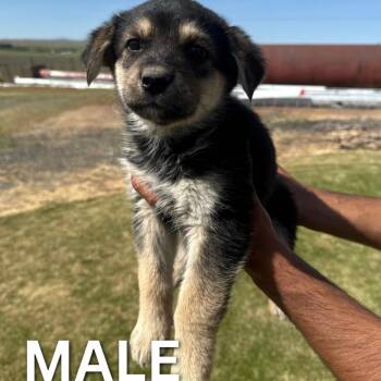 German Shepherd Dog and Great Pyrenees Dogs Available for Adoption in Tacoma, Washington - Shaved Ice | PetCurious