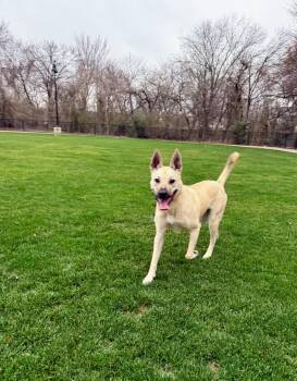 German Shepherd Dog and Mixed Breed Dogs Available for Adoption - Cinderella | PetCurious