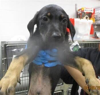 Hound and Mixed Breed Dogs Available for Adoption in Oklahoma City, Oklahoma - A472363 | PetCurious