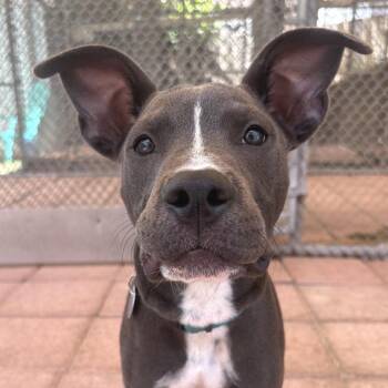 Blue -  Terrier and American Staffordshire Terrier Dog for Adoption in Fort Lauderdale, Florida - Blue | PetCurious