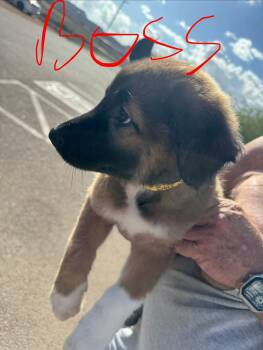 Boss -  Shepherd Dog for Adoption in Kingman, Arizona - Boss | PetCurious