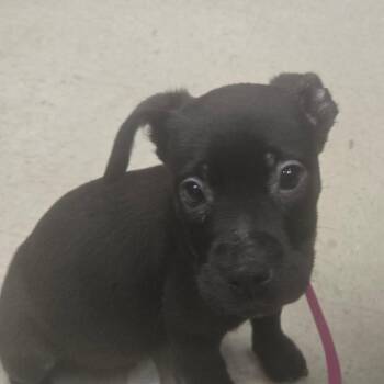 Hydroflask -  Mixed Breed Dog for Adoption in Milton, Florida - Hydroflask | PetCurious