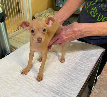 Linen (NOT YET AVAILABLE) -  Chihuahua Dog Available for Adoption in Benton, Louisiana - Linen (NOT YET AVAILABLE) | PetCurious