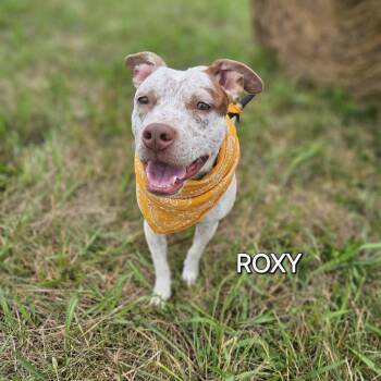 Mixed Breed Dogs Available for Adoption in Madisonville, Tennessee - Roxy | PetCurious