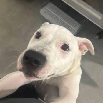 Penelope -  Pit Bull Terrier and Mixed Breed Dog for Adoption in Matteson, Illinois - Penelope | PetCurious