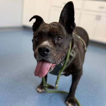 Abram -  Pit Bull Terrier and Mixed Breed Dog for Adoption in Watertown, New York - Abram | PetCurious