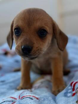 Norfolk Terrier Dogs Available for Adoption in Calera, Alabama - Daisy | PetCurious