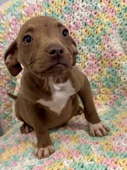 American Staffordshire Terrier Dogs Available for Adoption in Mobile, Alabama - April (paisley) | PetCurious