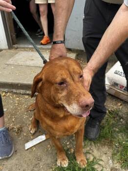 1b -  Labrador Retriever Dog for Adoption in Salisbury, Maryland - 1b | PetCurious