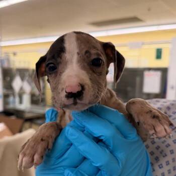 Mixed Breed Dogs Available for Adoption - Moosetracks | PetCurious