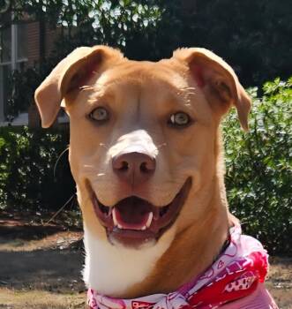 Beagle and Labrador Retriever Dogs Available for Adoption in Milledgeville, Georgia - Bunnie | PetCurious