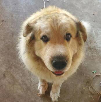 Forrest -  Great Pyrenees and Mixed Breed Dog for Adoption in Kansas City, Missouri - Forrest | PetCurious