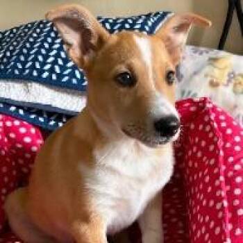 Dutch -  Cardigan Welsh Corgi Dog for Adoption in Monticello, New York - Dutch | PetCurious
