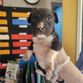 Mixed Breed Dogs Available for Adoption - TNGC-Stray-1102 | PetCurious