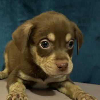 Shepherd Dogs Available for Adoption in San Antonio, Texas - Petey | PetCurious