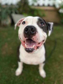 Cooper -  Pit Bull Terrier Dog for Adoption in Santa Clarita, California - Cooper | PetCurious