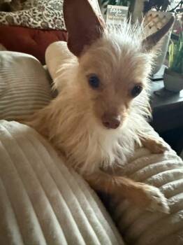 Terrier and Chihuahua Dogs Available for Adoption in Claremont, California - Scruffy | PetCurious