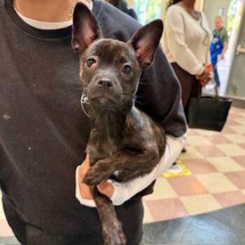 Chihuahua and French Bulldog Dogs Available for Adoption - Emi | PetCurious