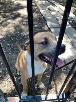 Mixed Breed Dogs Available for Adoption in Dallas, Texas - ROSCOE | PetCurious