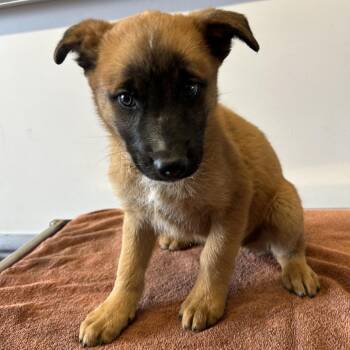 IVHS-Stray-139348 -  Shepherd Dog for Adoption in San Gabriel, California - IVHS-Stray-139348 | PetCurious