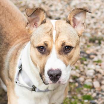 Stitch -  Mixed Breed Dog for Adoption in Middletown, Rhode Island - Stitch | PetCurious