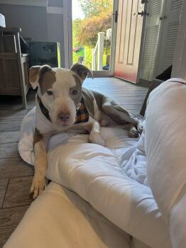 Rescue Pit Bull Terrier Dogs for Adoption in Pembroke, Massachusetts - Goober | PetCurious