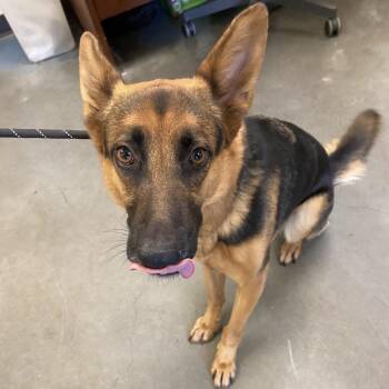 Zoey -  Mixed Breed Dog for Adoption in Memphis, Tennessee - Zoey | PetCurious