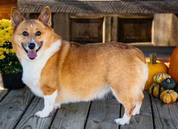 ZOEY -  Corgi Dog for Adoption in Franklin, Tennessee - ZOEY | PetCurious
