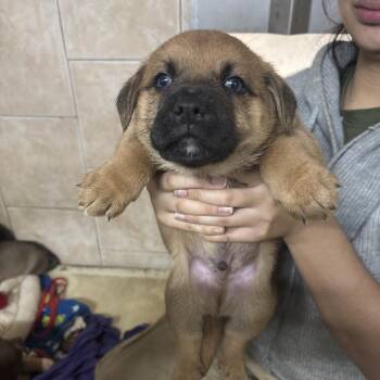 Shepherd Dogs Available for Adoption - Porky | PetCurious