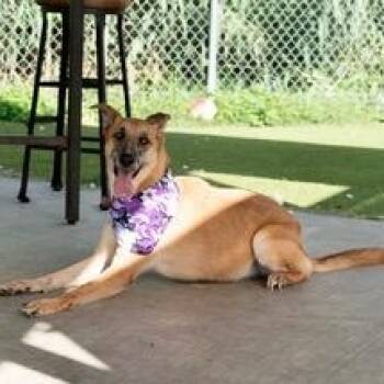 Shepherd Dogs Available for Adoption - Tater | PetCurious