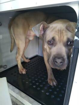 Pit Bull Terrier Dogs Available for Adoption in Charlotte, North Carolina - PORTOBELLO | PetCurious