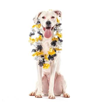 Lola -  Boxer Dog for Adoption in Reno, Nevada - Lola | PetCurious