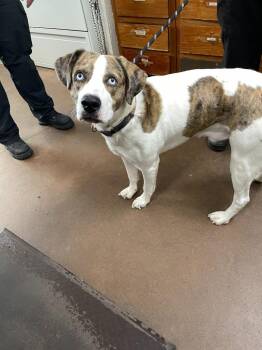 Catahoula Leopard Dog and Mixed Breed Dogs Available for Adoption in Chico, California - Ollie | PetCurious