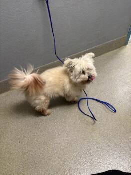 Terrier Dogs Available for Adoption in Las Vegas, Nevada - AMBER | PetCurious