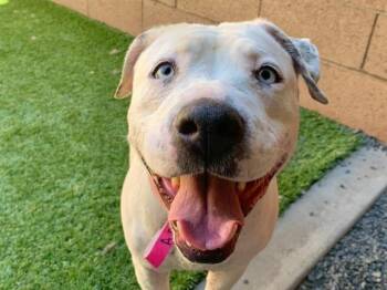 SAVE ME PLEASE Alandra - IDA552285 -  Pit Bull Terrier Dog for Adoption in San Marcos, California - SAVE ME PLEASE Alandra - IDA552285 | PetCurious