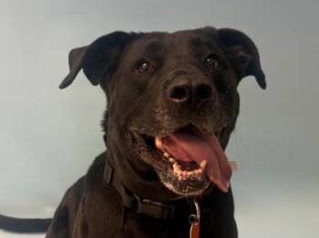 Great Dane and Mastiff Dogs Available for Adoption - Onyx | PetCurious
