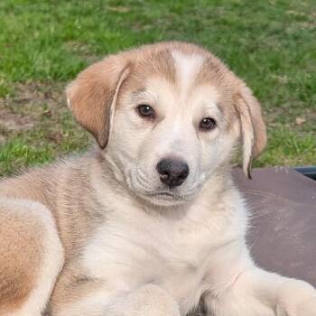 Husky Dogs Available for Adoption in Oakville, Ontario - Pacey | PetCurious
