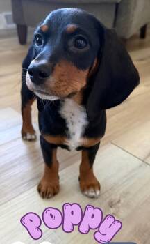 Poppy -  Beagle Dog for Adoption in Merrillville, Indiana - Poppy | PetCurious