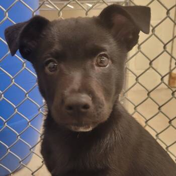 Rescue Australian Kelpie Dogs for Adoption in Buellton, California - Nila | PetCurious