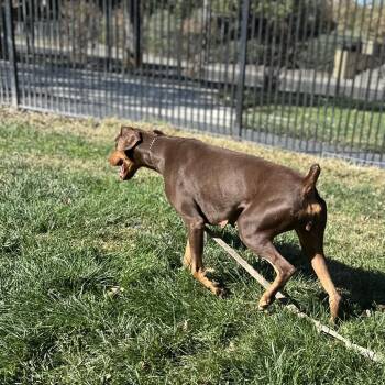 Drama - ECAS -  Doberman Pinscher and Mixed Breed Dog for Adoption in Pleasanton, California - Drama - ECAS | PetCurious
