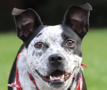Mountain Dog and Boston Terrier Dogs Available for Adoption in San Ramon, California - Dotty | PetCurious