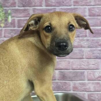 Luca -  Chihuahua and Mixed Breed Dog for Adoption in Fort Collins, Colorado - Luca | PetCurious