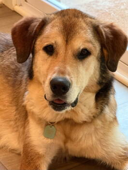 Rescue Great Pyrenees and German Shepherd Dog Dogs for Adoption in Newport, New Hampshire - SUGAR (2) | PetCurious