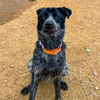 Trip -  Mixed Breed Dog for Adoption in Bentonville, Arkansas - Trip | PetCurious