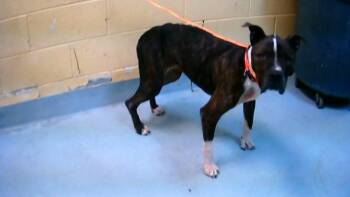 Boxer Dogs Available for Adoption in Tulsa, Oklahoma - JETTA | PetCurious